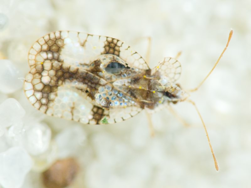 Stephanitis pyri (Fabricius, 1775)